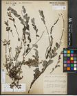 Foto von Salix repens subsp. repens L.